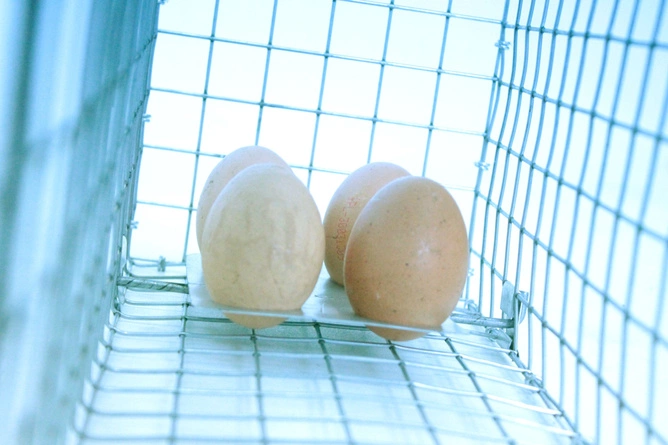 Żywołapka na Kuny, Lisy, Szopy 82x20x27cm Pułapka Humanitarna Metalowa Wielorazowego Użytku