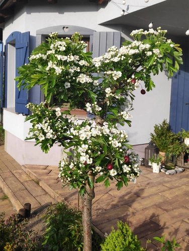 Deski betonowe drewnopodobne 35x60x4, 50szt