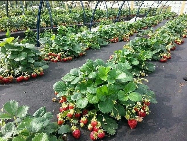 Agrowłóknina Czarna 10mb 100g + Kotwy 100szt. + Kotwa wiel. – Mata pod Ściółkowanie i Chwasty