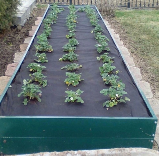 Agrowłóknina Czarna 20mb 100g + Kotwy 150mm 200szt – Mata pod Ściółkowanie i Chwasty