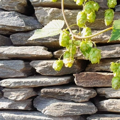 Kamień szarogłazowy murowy mniejszy, 1000kg 